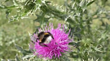 bir çiçek üzerinde Bumble bee