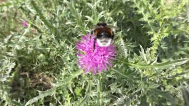 bir çiçek üzerinde Bumble bee