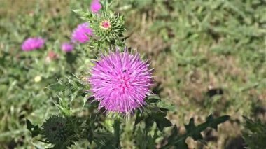 Yaz çiçek orman ve Bahçe