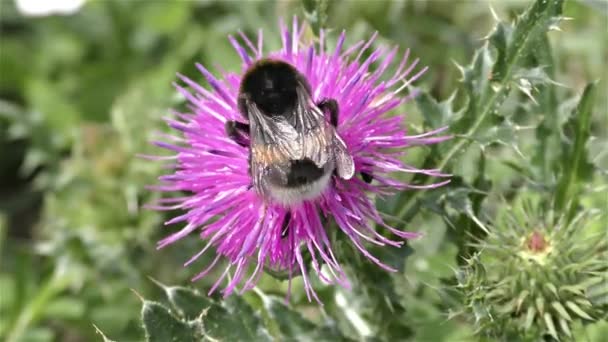 Bumble abelha em uma flor — Vídeo de Stock