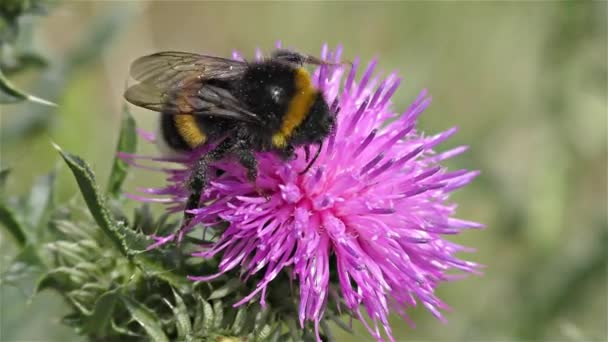 Bir çiçek üzerinde Bumble bee — Stok video