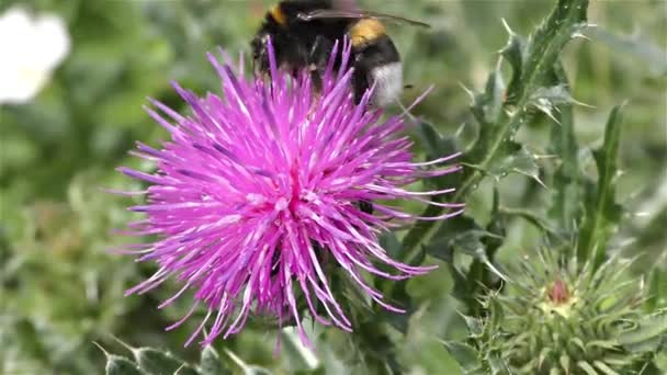 Bumble bee op een bloem — Stockvideo