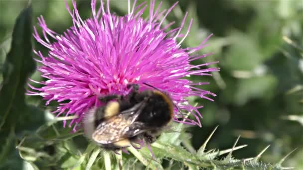 Bumble abeja en una flor — Vídeo de stock