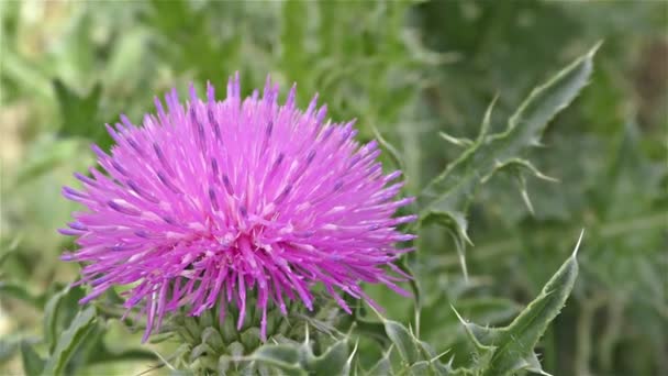 Sommerblumen in Wald und Garten — Stockvideo