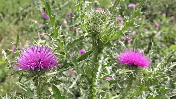 Zomerbloemen in bos en tuin — Stockvideo