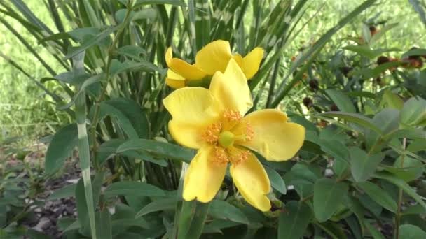 Flores de Verano en Bosque y Jardín — Vídeos de Stock