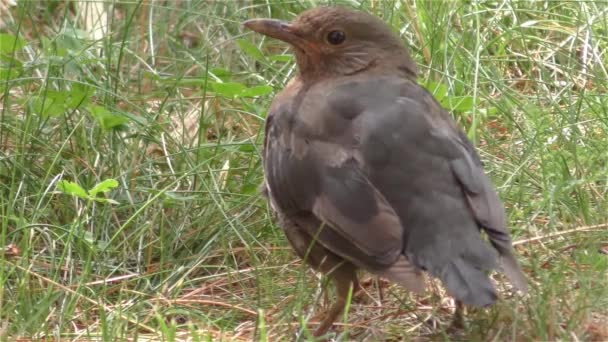 画眉鸟在温暖的夏天的一天-详细信息 — 图库视频影像