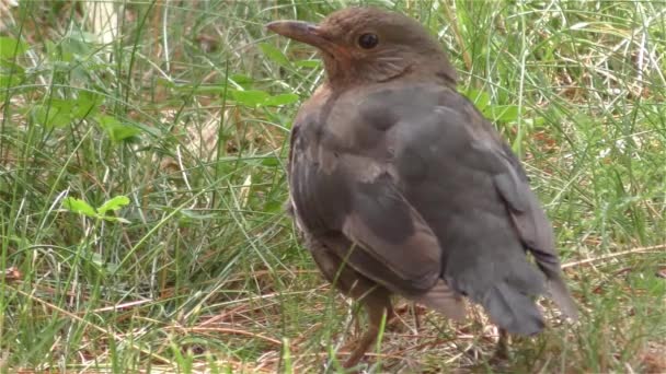 นก thrush อบอุ่นในวันฤดูร้อน รายละเอียด — วีดีโอสต็อก