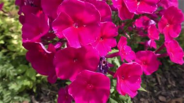 Yaz çiçek orman ve Bahçe