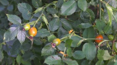 Briar, doğadaki vahşi kuşburnu çalı   