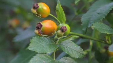 Briar, doğadaki vahşi kuşburnu çalı   