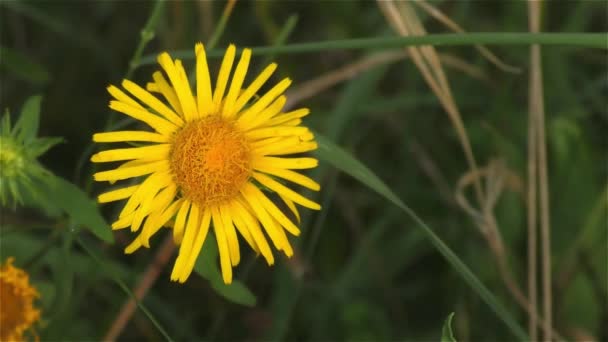 Sommarblommor i skog och trädgård — Stockvideo