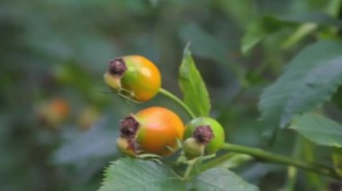 Briar, doğadaki vahşi kuşburnu çalı   