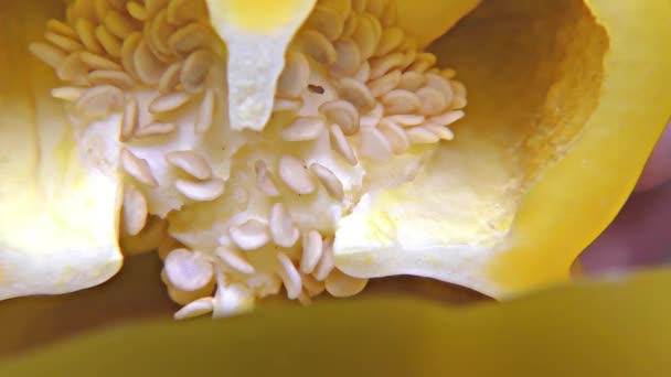 Paprika amarela imagens grande plano, detalhe, macro — Vídeo de Stock