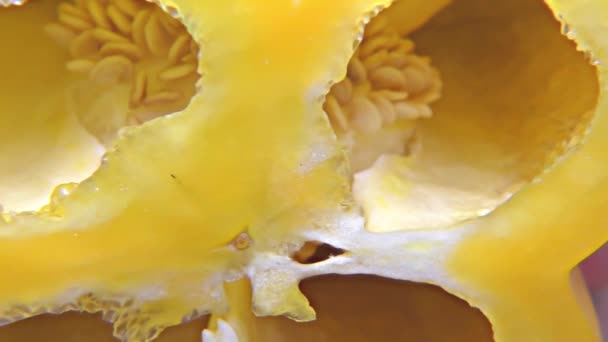 Žlutá Paprika zavřít nahoru, Detail, makro — Stock video