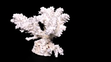 Siyah arka plan yakın çekim, ayrıntı üzerinde beyaz deniz mercan