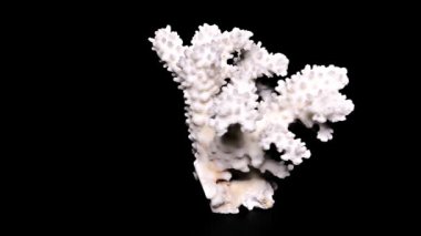 Siyah arka plan yakın çekim, ayrıntı üzerinde beyaz deniz mercan