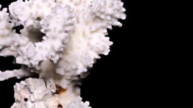 Siyah arka plan yakın çekim, ayrıntı üzerinde beyaz deniz mercan