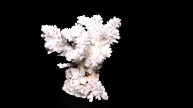 Siyah arka plan yakın çekim, ayrıntı üzerinde beyaz deniz mercan