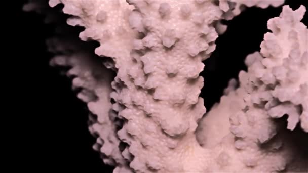 Weiße Meereskoralle Auf Schwarzem Hintergrund Warmes Licht Nahaufnahme Detail — Stockvideo
