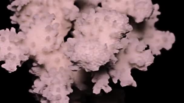 Vita Havet Coral Svart Bakgrund Varm Ljus Närbild Detalj — Stockvideo