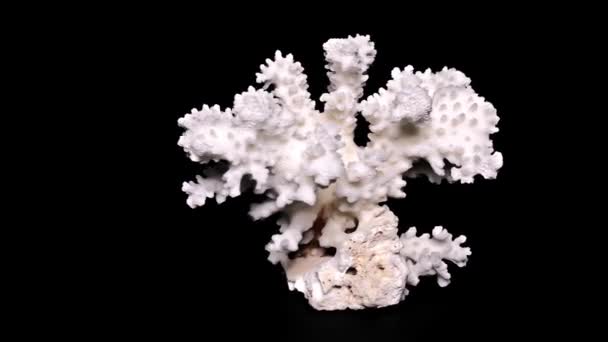 Corallo Del Mar Bianco Sfondo Nero Primo Piano Dettaglio — Video Stock