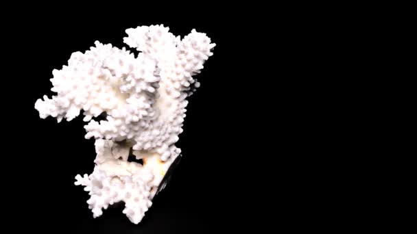 Weiße Meereskoralle Auf Schwarzem Hintergrund Nahaufnahme Detail — Stockvideo