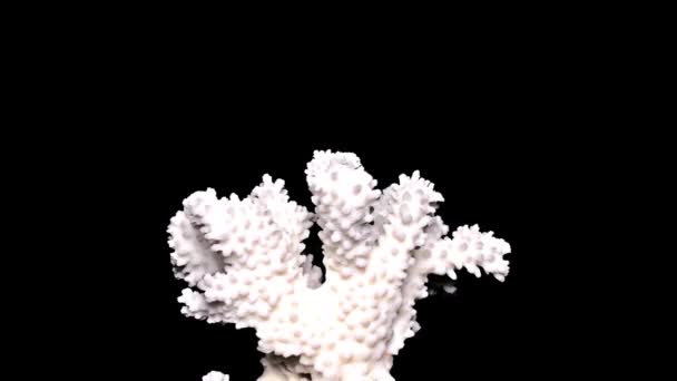 Vita Havet Coral Svart Bakgrund Närbild Detalj — Stockvideo