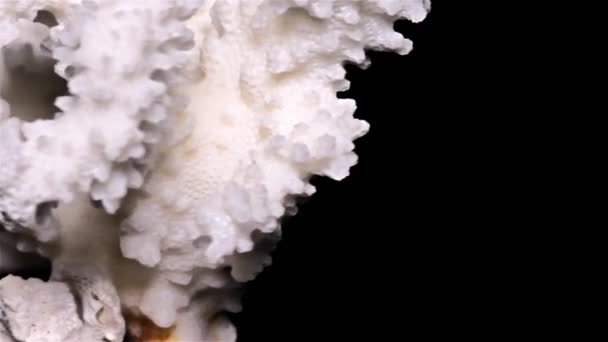 White Sea Coral Black Background Close Detail — Stock Video