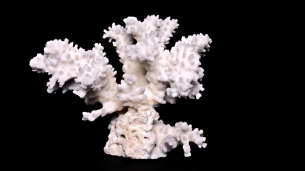 Weiße Meereskoralle Auf Schwarzem Hintergrund Nahaufnahme Detail — Stockvideo