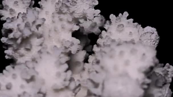 黒の背景のクローズ アップ 詳細に白の海サンゴ — ストック動画