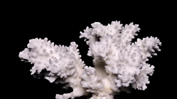 White Sea Coral Black Background Close Detail — Stock Video