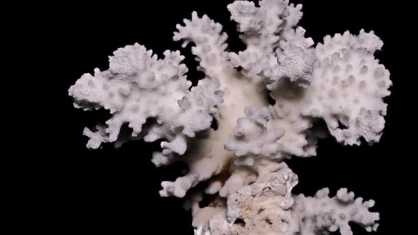 White Sea Coral Black Background Close Detail — Stock Video