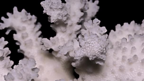 White Sea Coral Black Background Close Detail — Stock Video