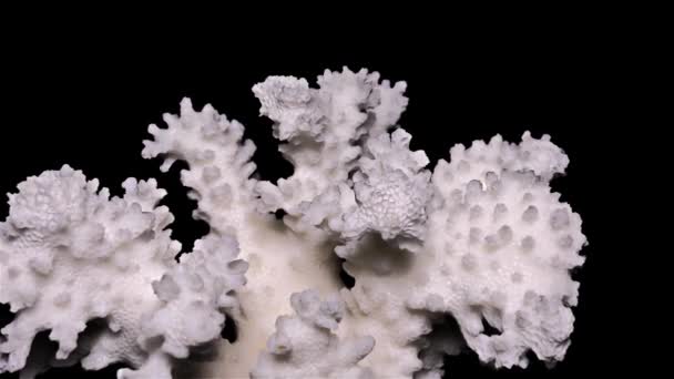黒の背景のクローズ アップ 詳細に白の海サンゴ — ストック動画