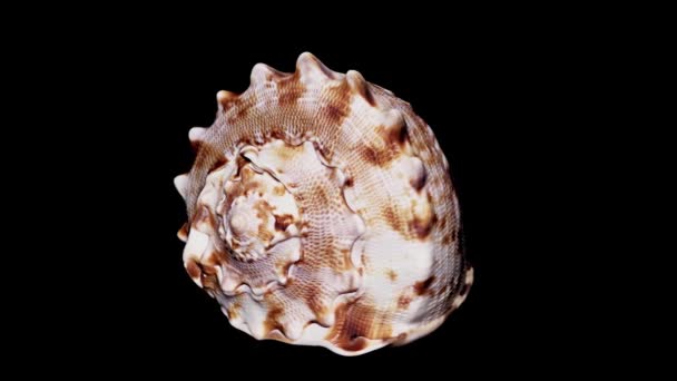 Seashell Isolato Sfondo Nero Luce Calda Primo Piano Dettaglio — Video Stock