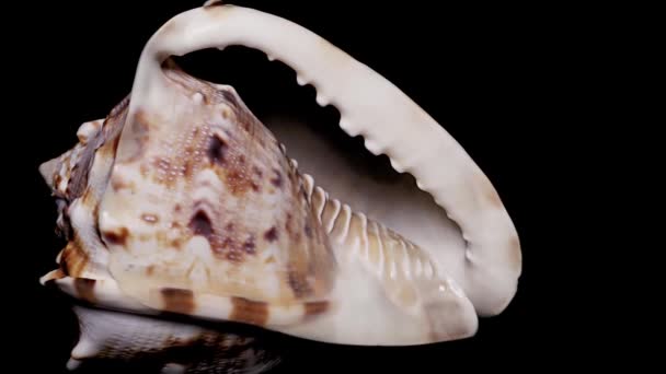 Seashell Isolerad Svart Bakgrund Varm Ljus Närbild Detalj — Stockvideo