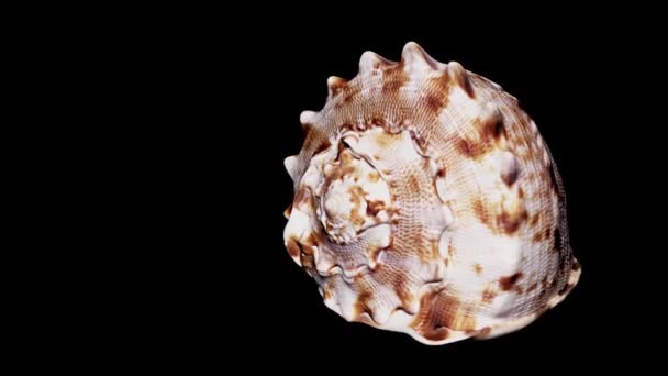 Seashell Isolated Black Background Warm Light Close Detail — Stock Video