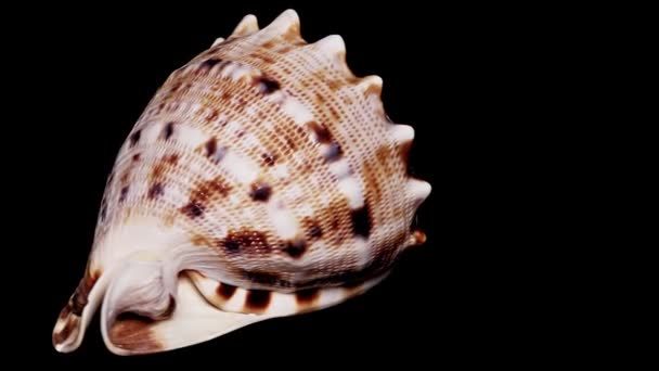 Seashell Isolerad Svart Bakgrund Varm Ljus Närbild Detalj — Stockvideo