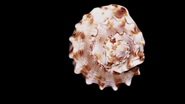 Seashell Aislado Sobre Fondo Negro Luz Cálida Cerca Detalle — Vídeos de Stock