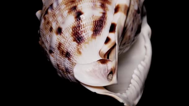 Seashell Geïsoleerd Zwarte Achtergrond Warme Licht Close Detail — Stockvideo