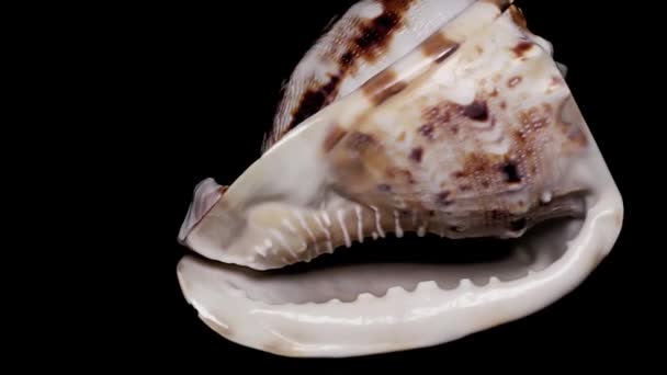 Seashell Aislado Sobre Fondo Negro Luz Cálida Cerca Detalle — Vídeo de stock