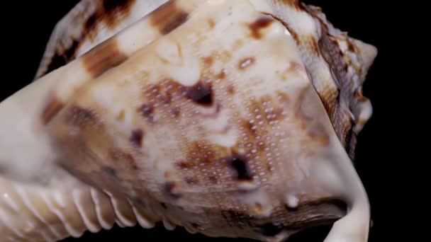 Seashell Isolerad Svart Bakgrund Varm Ljus Närbild Detalj — Stockvideo