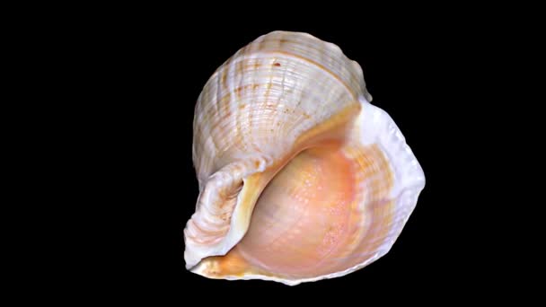 Seashell Geïsoleerd Zwarte Achtergrond Oranje Witte Zeeschelp — Stockvideo