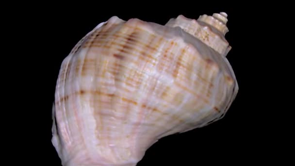 Seashell Geïsoleerd Zwarte Achtergrond Oranje Witte Zeeschelp — Stockvideo