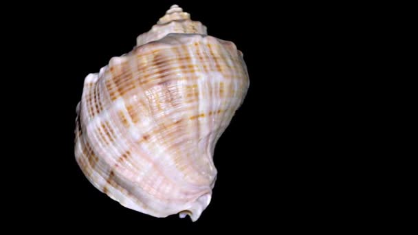 Seashell Geïsoleerd Zwarte Achtergrond Oranje Witte Zeeschelp — Stockvideo