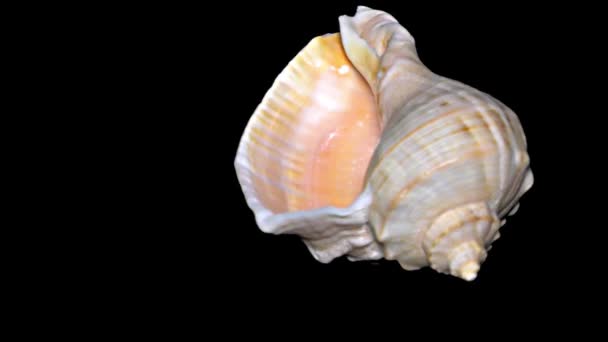 Seashell Isolerad Svart Bakgrund Orange Och Vit Seashell — Stockvideo