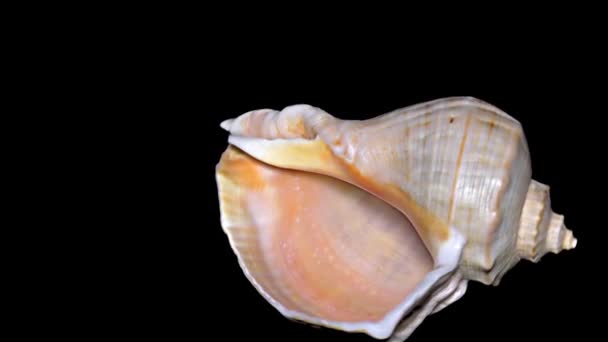Seashell Isolated Black Background Orange White Seashell — Stock Video