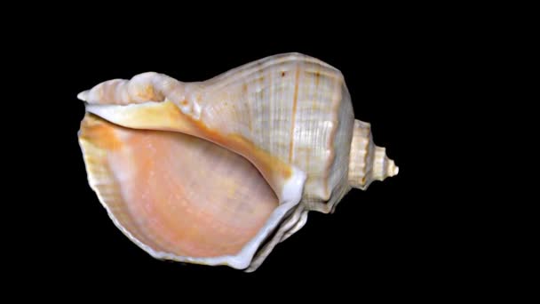 Seashell Aislado Sobre Fondo Negro Naranja Blanco Seashell — Vídeos de Stock