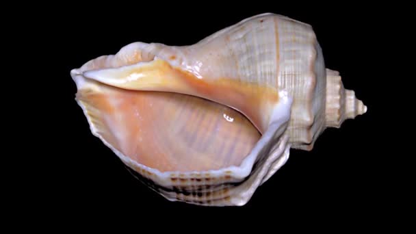 Seashell Isolato Sfondo Nero Arancio Bianco Seashell — Video Stock